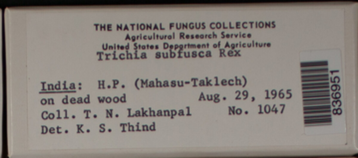 Trichia image